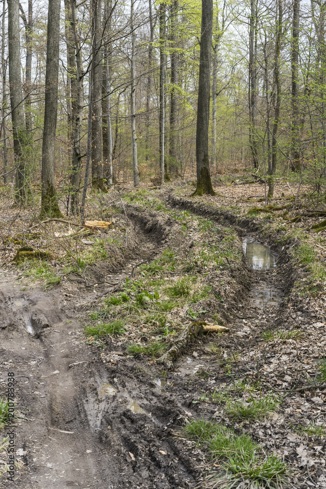 Zerstörung des Waldbodens durch den Einsatz von Grossmaschinen bei der Holzernte Zerstörung des Waldbodens durch den Einsatz von Grossmaschinen bei der Holzernte