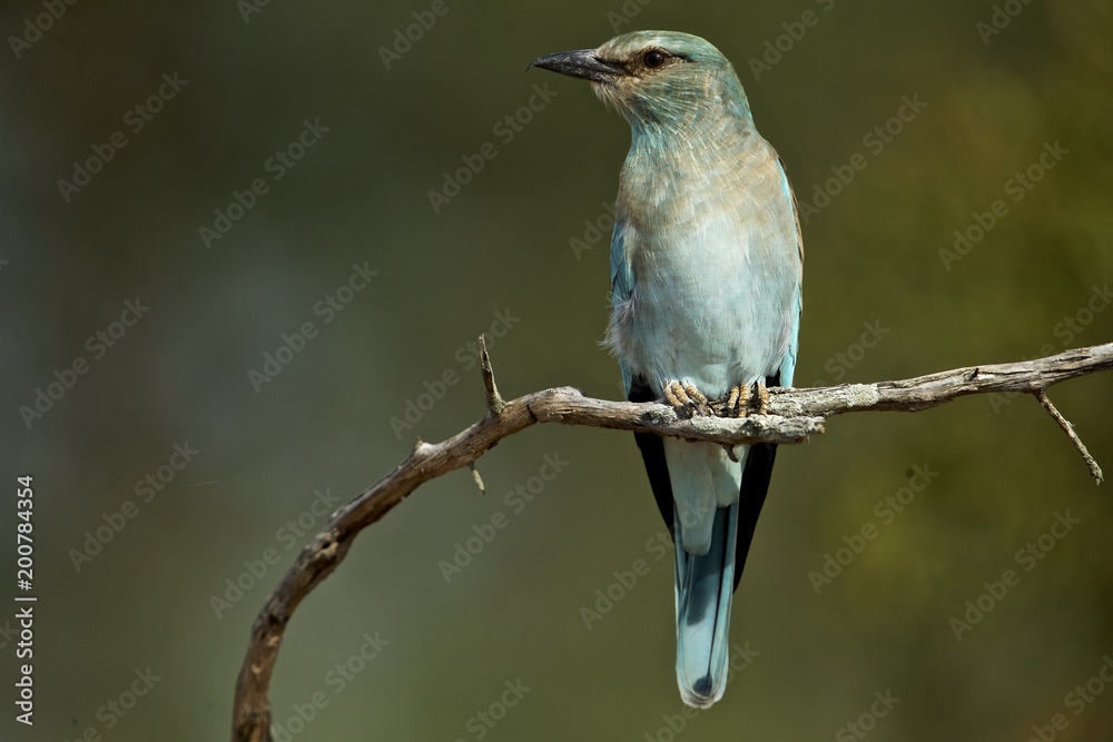 Fototapeta premium European Roller on branch