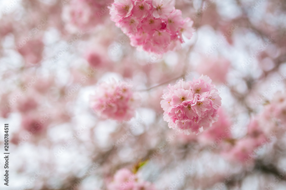 pink blossoms during spring time pink blossoms during spring time