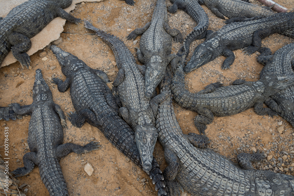 Fototapeta premium At Crocoloco Crocodile Farm