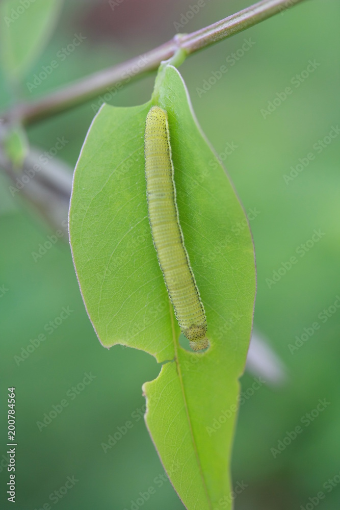 Fototapeta premium green worm