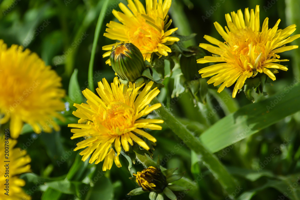 Fototapeta premium Spring yellow dandelions.