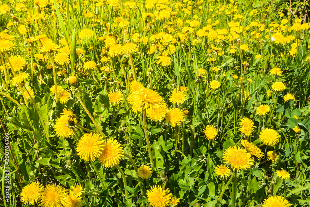 Fototapeta premium Meadow overgrown with dandelions.