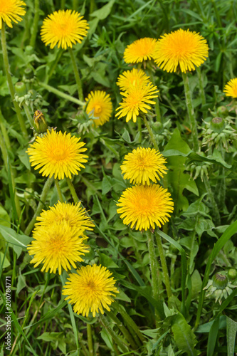 Spring yellow dandelions.