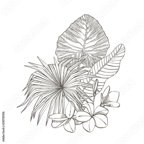Tropical palm leaves. Vector illustration. Engraved jungle leaves.