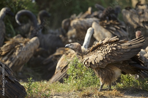 Vultures on a buffalo kill