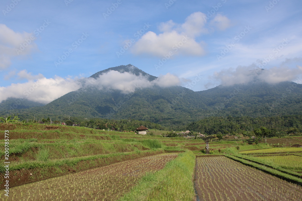 Jalituwih rice field terraces in Bali