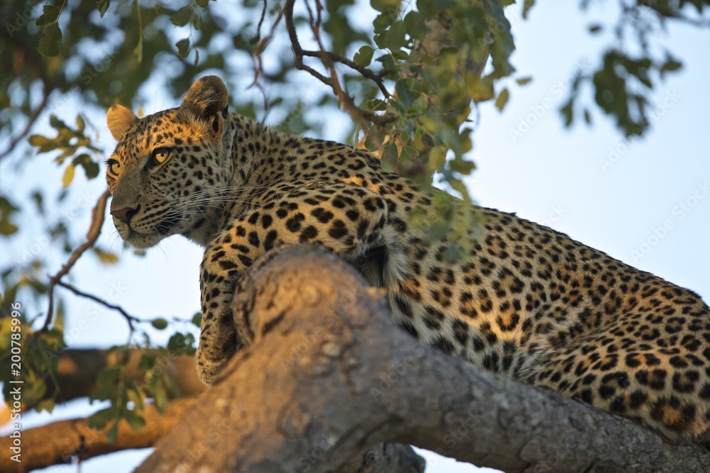 Leopard with nice light on eyes in tree Leopard with nice light on eyes in tree