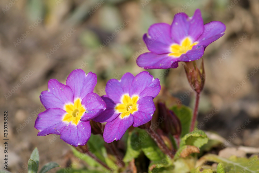 Pink primrose (Primula vulgaris) flowers with yellow center Pink primrose (Primula vulgaris) flowers with yellow center