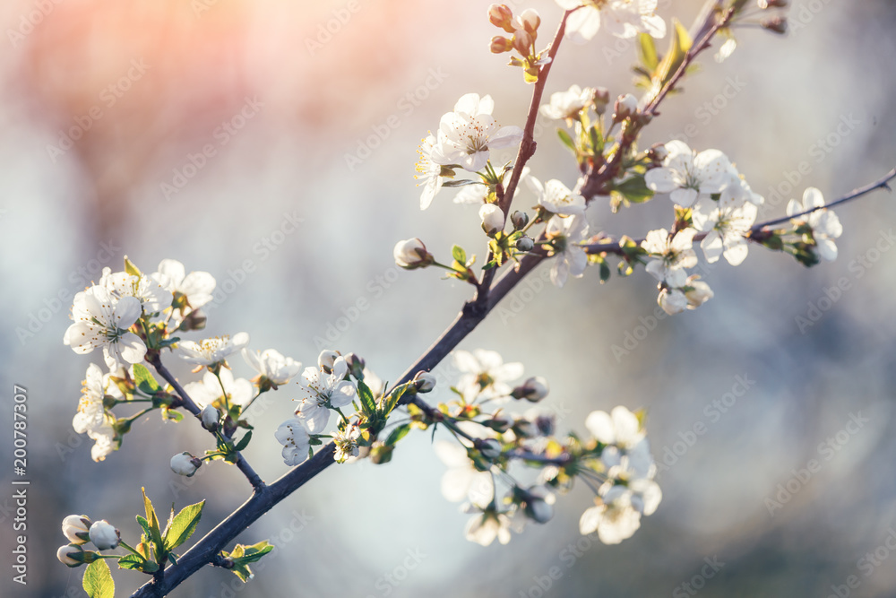 White cherry flowers on spring time. Macro nature photography White cherry flowers on spring time. Macro nature photography