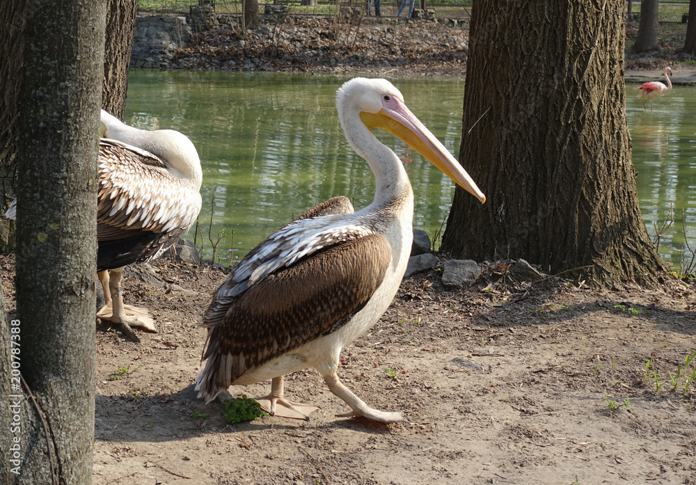 Pelicans near the lake on a sunny day Pelicans near the lake on a sunny day