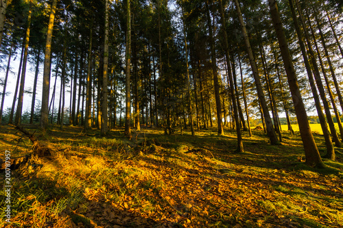 Germany  Warm evening light in black forest nature landscape between huge tree trunks