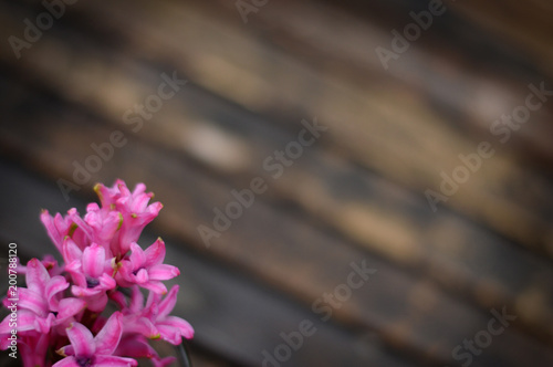 Background, Blumen, Hintergeund,Holz,postkarte photo