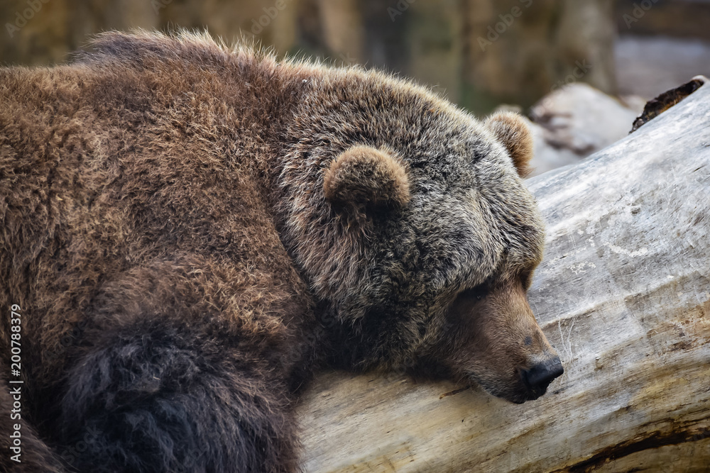 Fototapeta premium bear sad in the zoo
