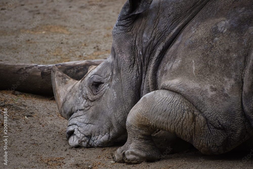 Fototapeta premium rhino in the zoo