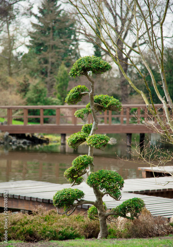 Bansai tree in japanese gardeng in spring time photo