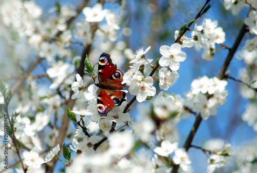 Small butterfly on spring flower branches.