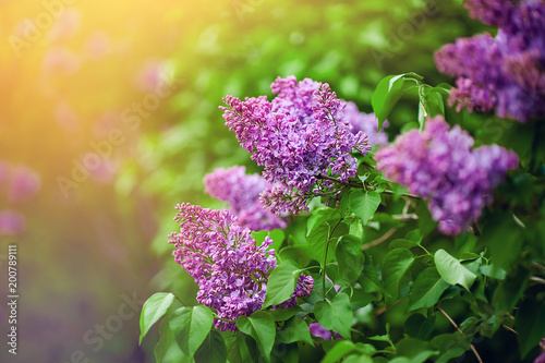 Spring branch of blossoming lilac photo