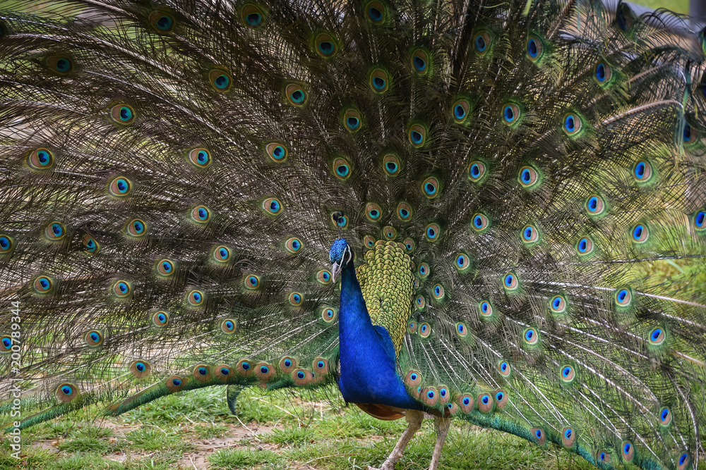 Obraz premium peacock with feathers out