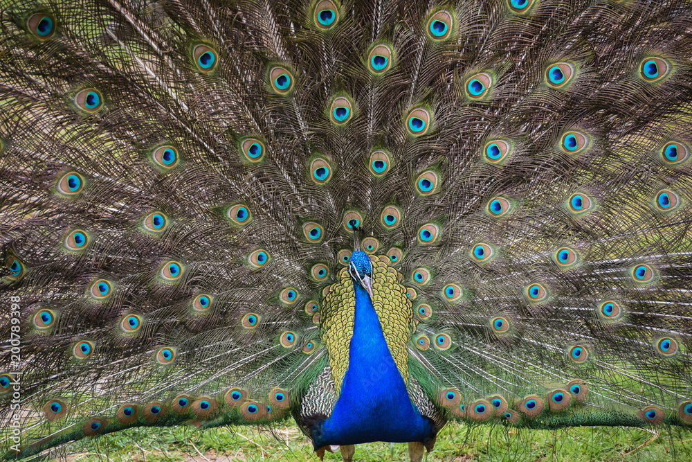 Obraz premium peacock with feathers out