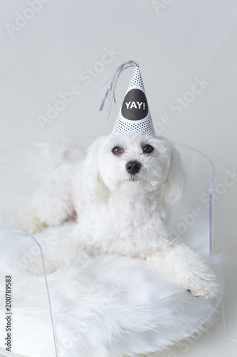 White puppy celebrating birthday.
