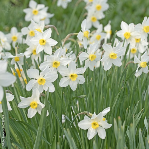 Fototapeta Naklejka Na Ścianę i Meble -  Narzissen, Narcissus