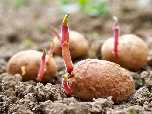 Sprouted potatoes on the ground, ready for planting in garden. Blurred background.