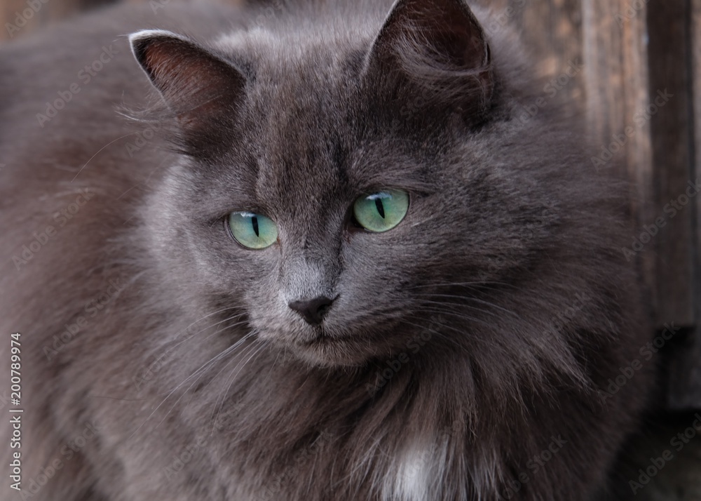 cat gray with green eyes