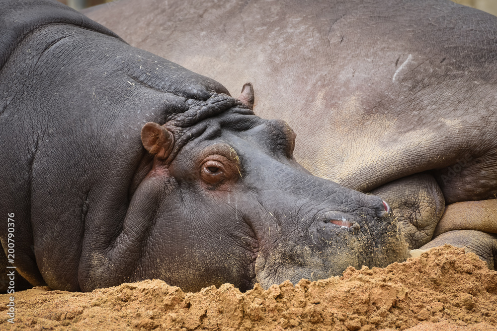 hippopotamus resting in the ground hippopotamus resting in the ground
