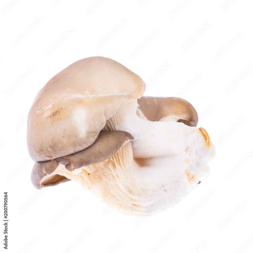 Fototapeta premium Pile of fresh raw oyster mushrooms isolated on white background