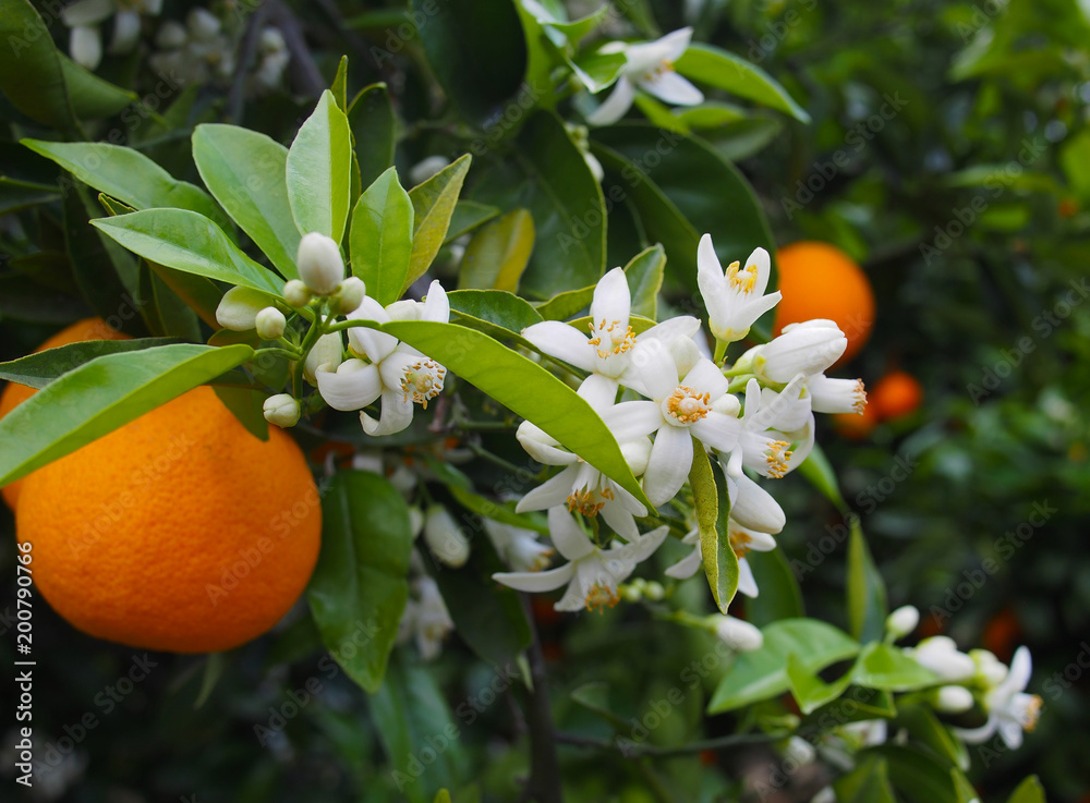 Obraz premium Valencian orange and orange blossoms. Spain.Spring 