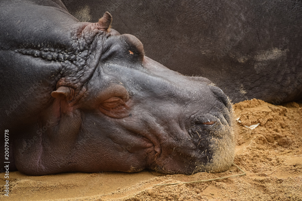hippopotamus resting on the ground hippopotamus resting on the ground