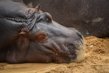 hippopotamus resting on the ground