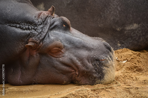 hippopotamus resting on the ground