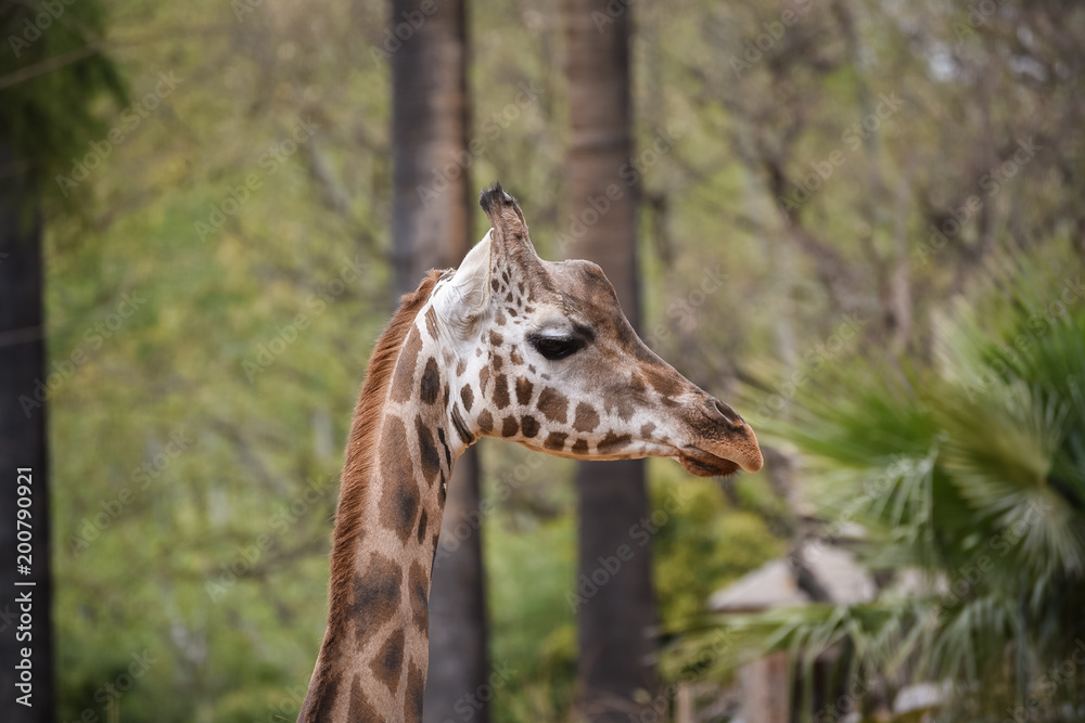 giraffe in zoo giraffe in zoo
