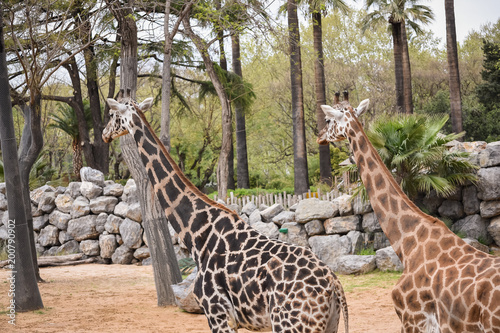 Canvas Print giraffe in zoo