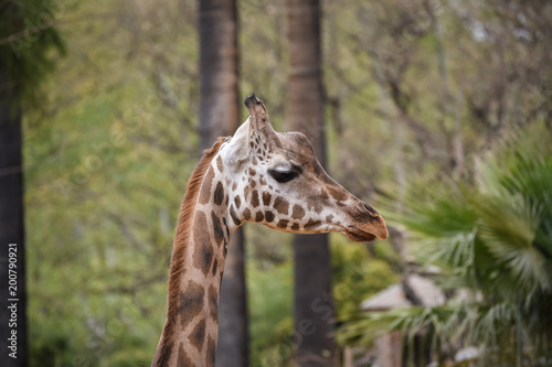 Photography giraffe in zoo