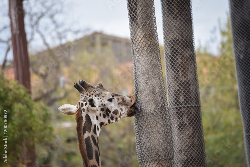 Canvas Print giraffe in zoo