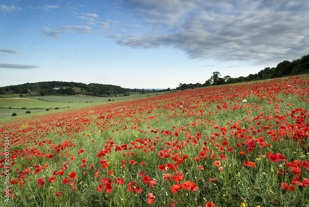 Stunning poppy field landscape at sunset on South Downs