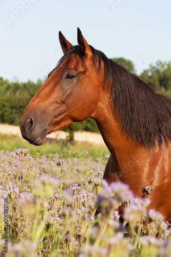 Fototapeta Naklejka Na Ścianę i Meble -  Portrait of nice horse on meadow violet flowers