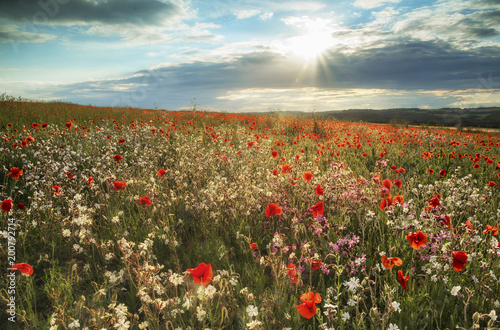 Beautiful poppy field lands...