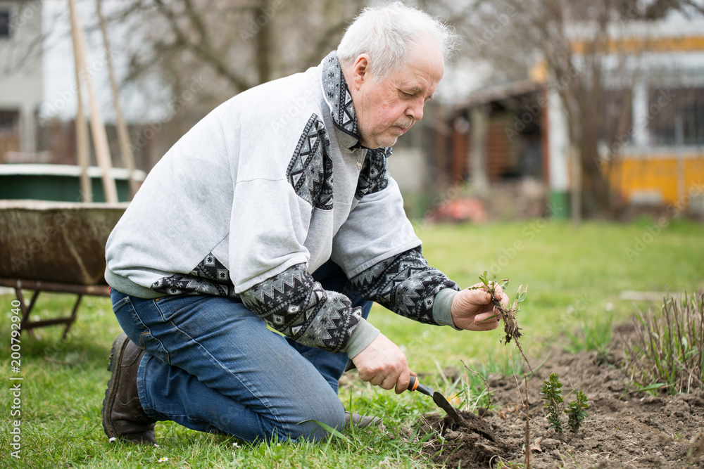 Senior man pulling out some weeds from his filed, clearing garden, gardening concept Senior man pulling out some weeds from his filed, clearing garden, gardening concept
