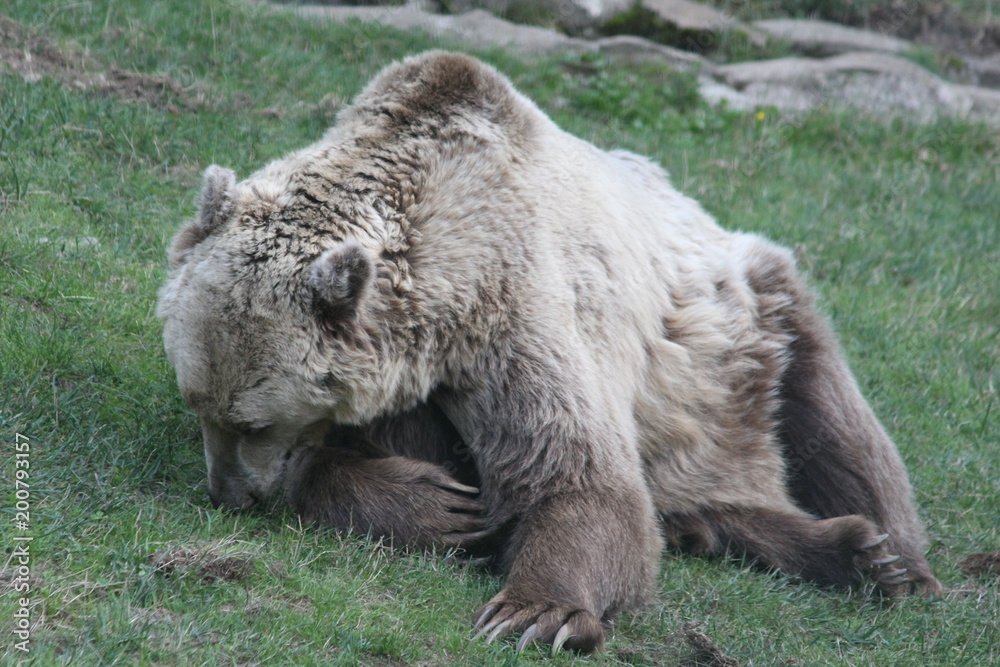 Orso bruno