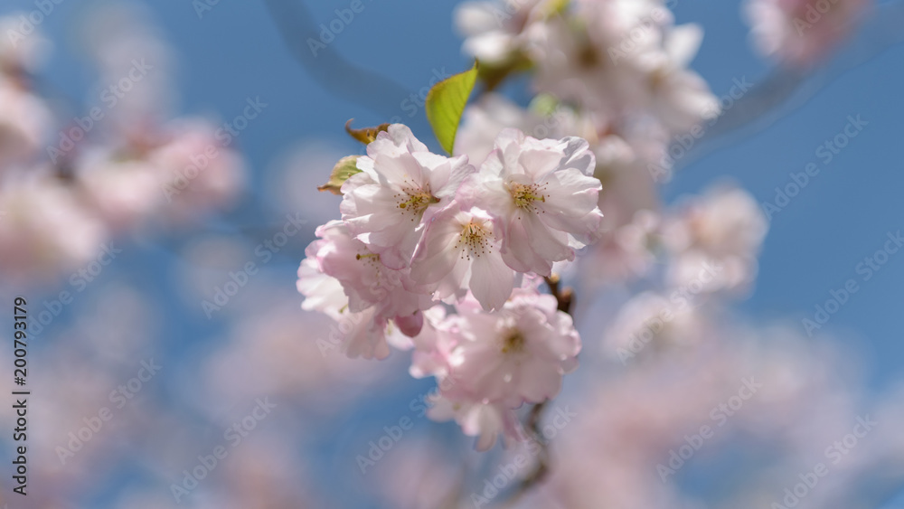 Sakura - Kirschblüte im Frühling in Berlin