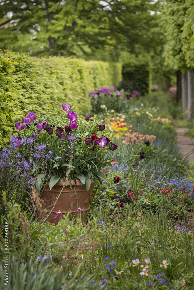 Obraz premium Quintessential vibrant English country garden scene landscape with fresh Spring flowers in cottage garden