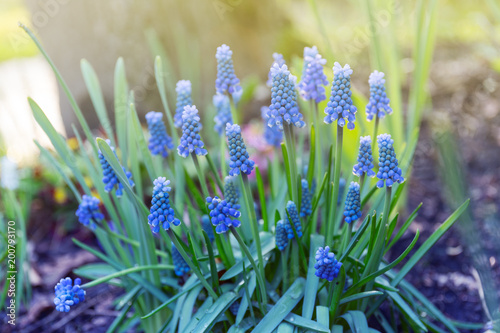 Hyacinthus, hyacinth plant