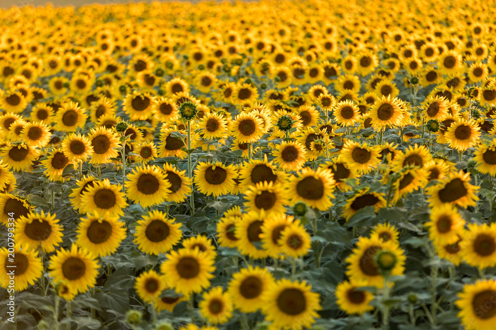 Sunflowers field near Arles in Provence, France Sunflowers field near Arles in Provence, France