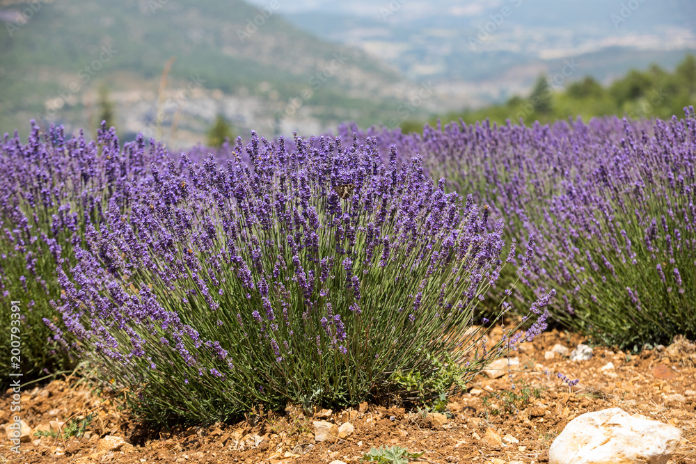 Obraz premium Lavender field in Provence, near Sault, France