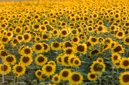 Sunflowers field near Arles  in Provence  France