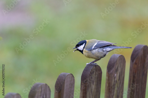 Parus major, great tit